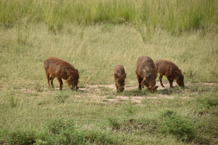 WhatsApp Image 2025-06-10 at 1.24.33 PM (1)