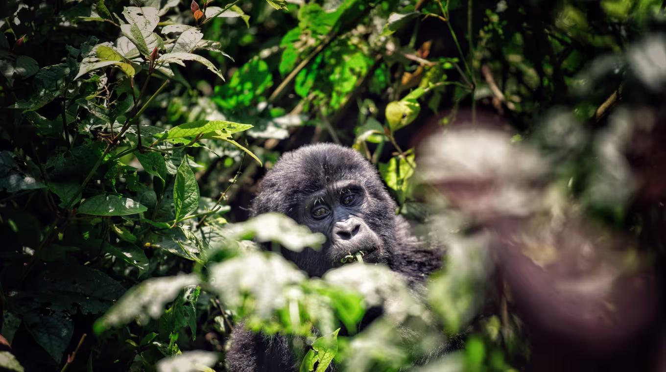 Bwindi-Impenetrable-Forest-