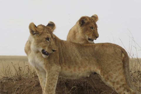 250663_649fc6231c8f8