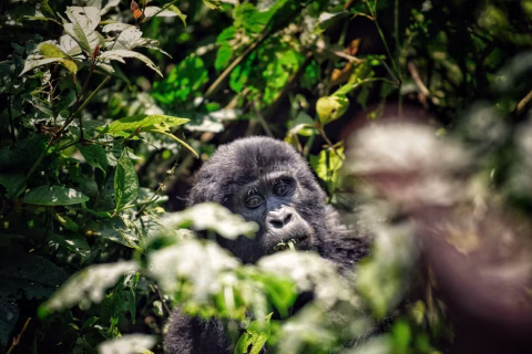 Bwindi-Impenetrable-Forest-