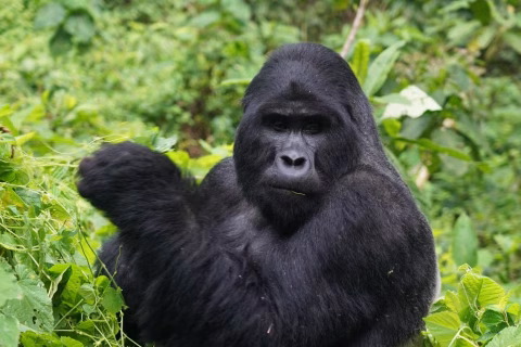 W-Gorilla