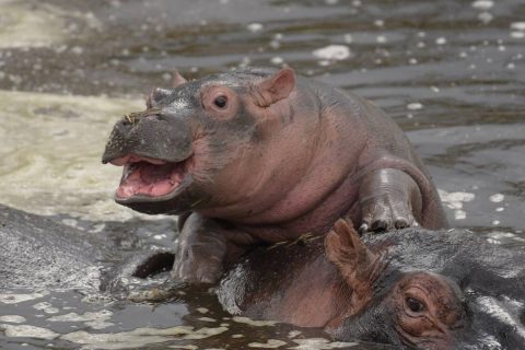 hippos in water